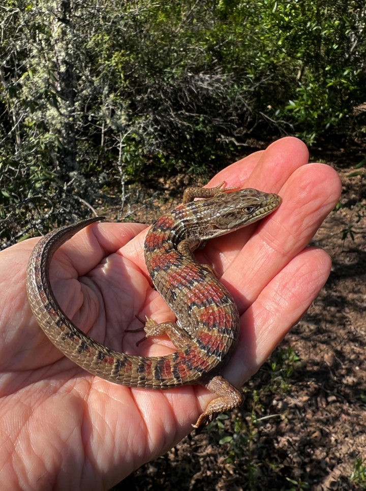 Southern Alligator Lizard